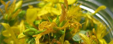 Šentjanževka (Hypericum perforatum)